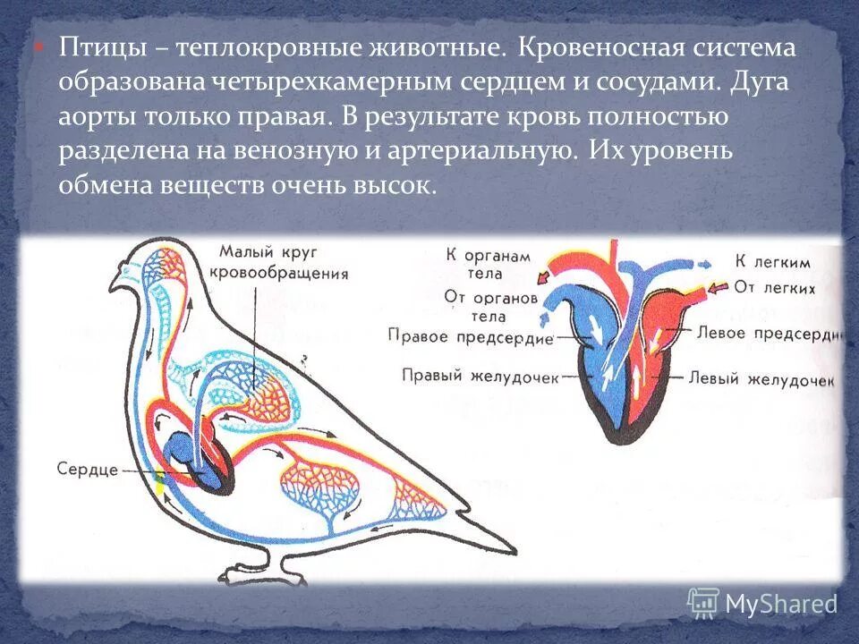 У каких животных четырехкамерное