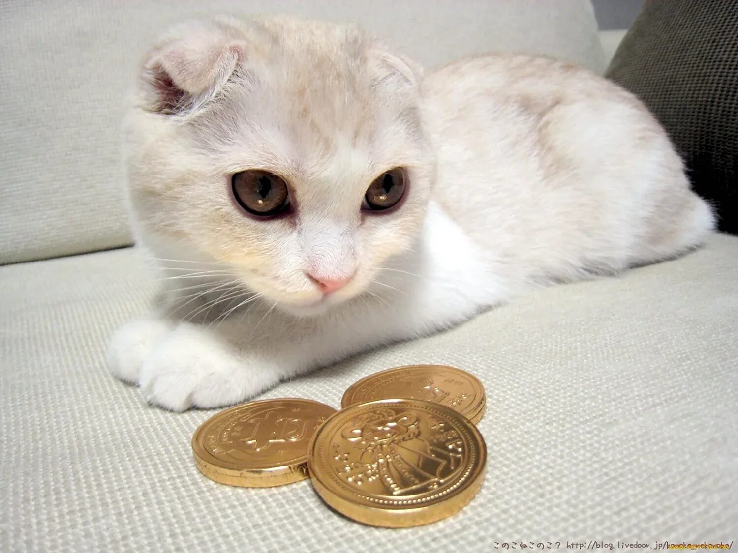 Кот с монетами. Денежный кот. Кот с деньгами. Дайте денежку. Дай денег прикол