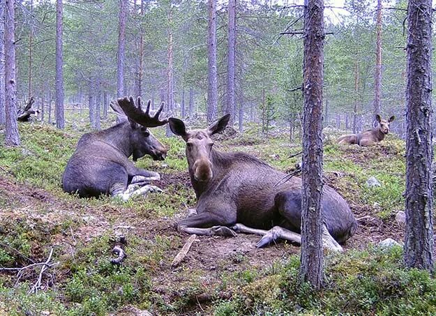 Ленинградским лосям. Лось в Сосновом Бору Ленинградской области. Лось в лесу. Лось в Сосновом лесу.