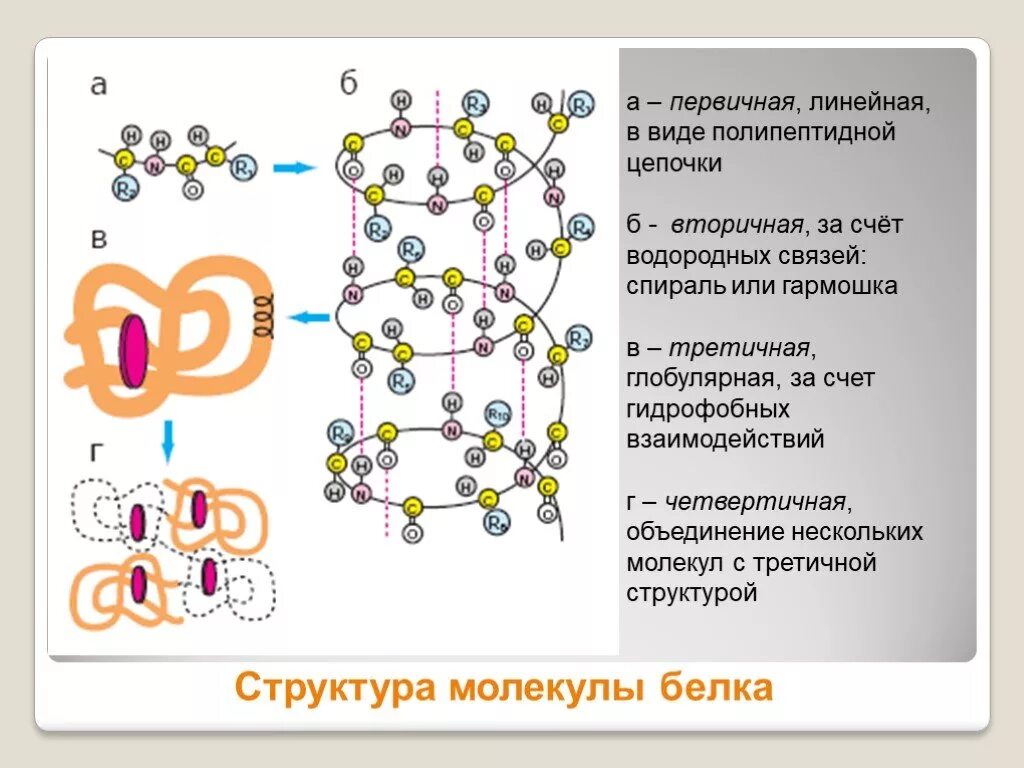 Вторичная структура молекулы белка. Первичная структура молекулы белка. Первичная и вторичная структура белка. Структура молекулы белка первичная вторичная третичная четвертичная. Химическая связь первичной структуры