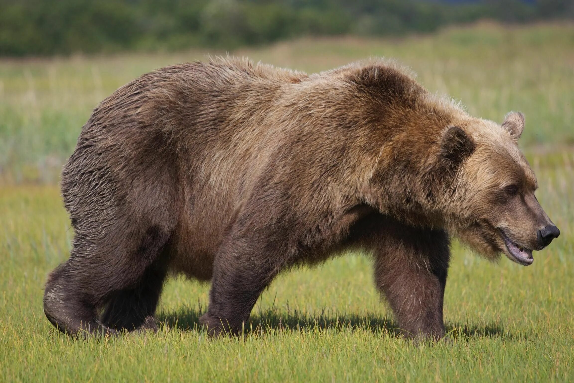 Бурый медведь. Гризли североамериканский бурый медведь. Медведь Гризли рычит сбоку. Евразийский бурый медведь. Форма бурого медведя