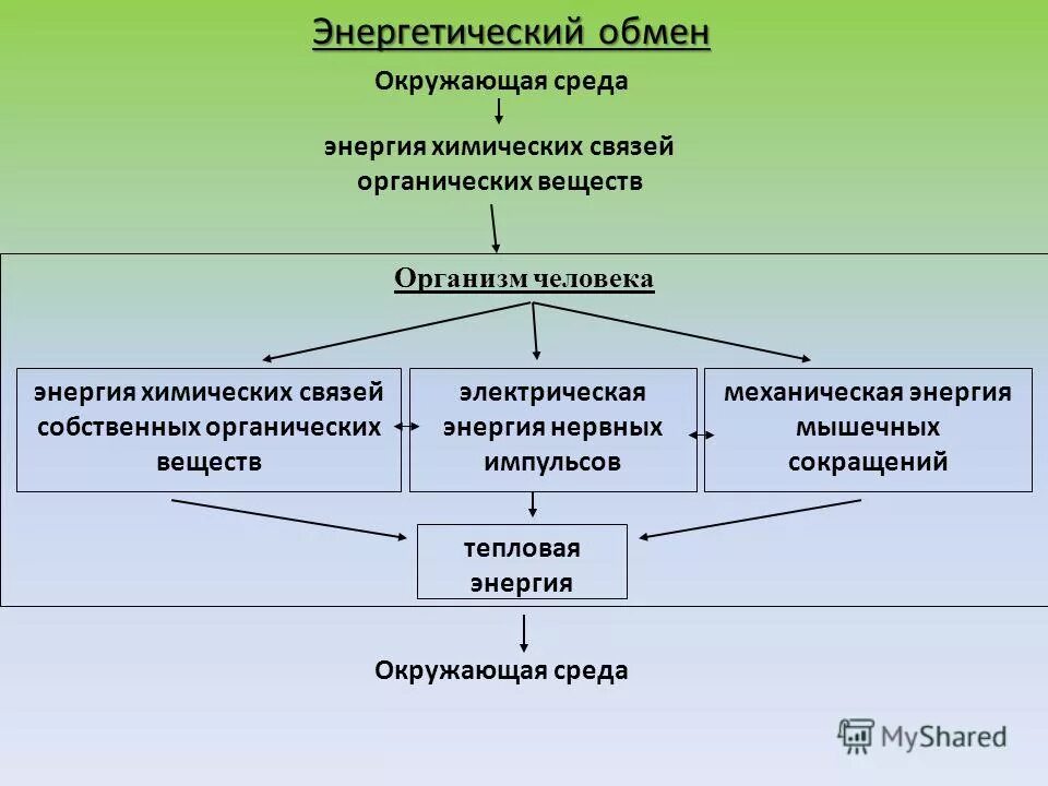 Энергетический обмен человека