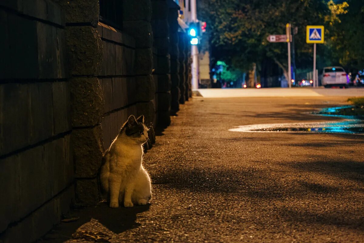 Коты в ночном городе. Кошка ночью. Ночь улица кот. Кошка на улице ночью.