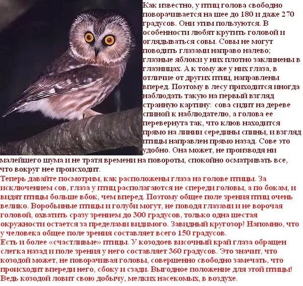 Часто вижу птиц. Птицы различают цвета. какие цвета видят птицы. как видит птица и человек. как видят мир птицы.
