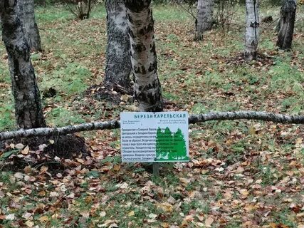 Питание березы
