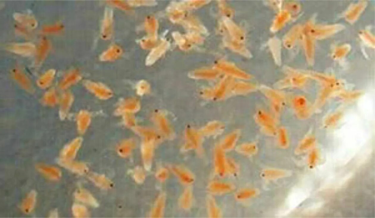 Артемия науплии. Яйца артемии "артемия +. Artemia salina цисты. Яйца артемии салина. Вылупление артемии.