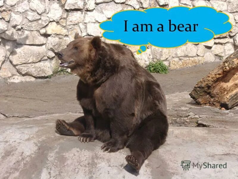 Im a bear музыка. медведь улыбается. медведь педобир. малайский медведь бируанг. бурый медведь сидит.