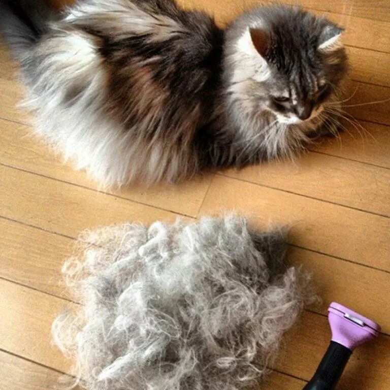 Кот линяет летом что делать
