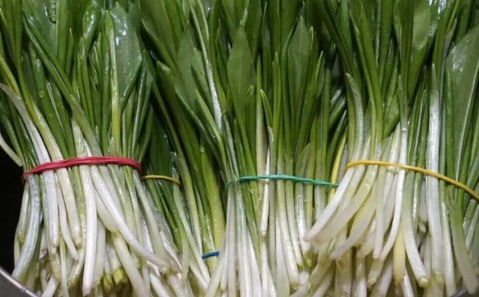 Заготовка черемши. Заготовка черемши. Черемша проростки. Черемша закуска маринованная. Черемша чесночная стрелка.