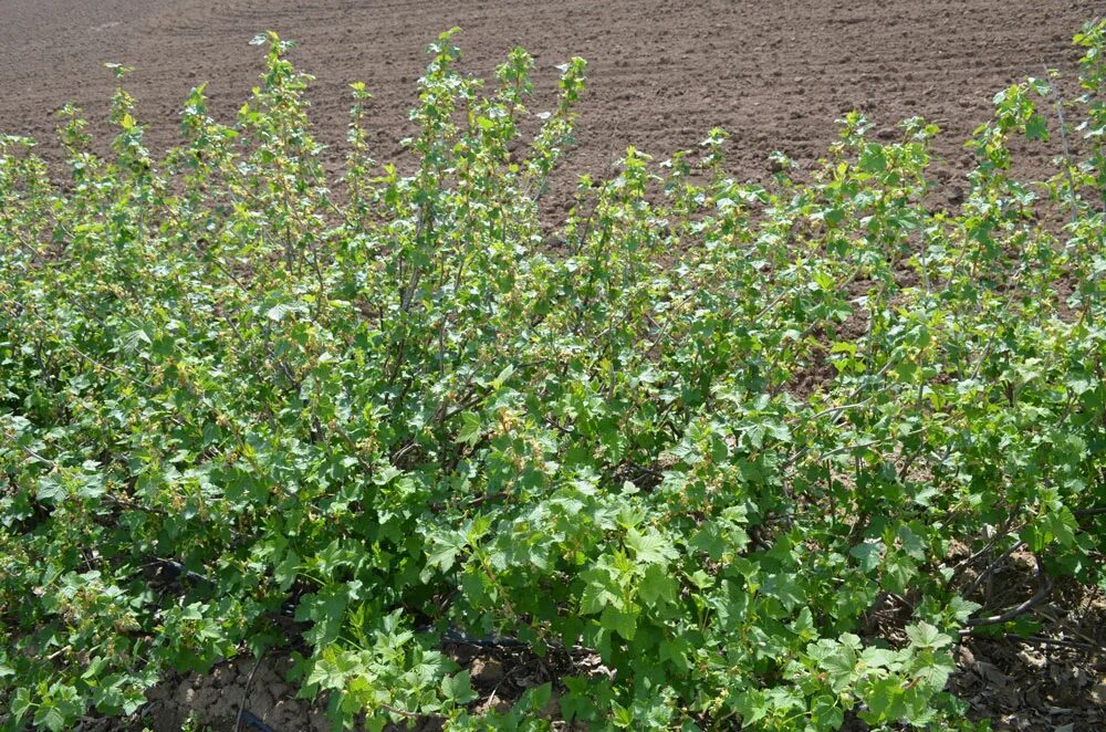 спирея метельчатая белая. спирея таволга. кустарник 10 букв. вибурнум зелень краснодар фото. кустарник 10 букв.