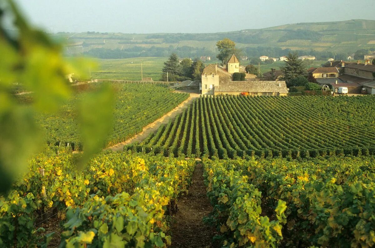 Нормандия шампань. Регион бордо Франция винодельня. Винодельческий туризм Франция. Винодельни Бургундии. Франция город бордо винодельня.
