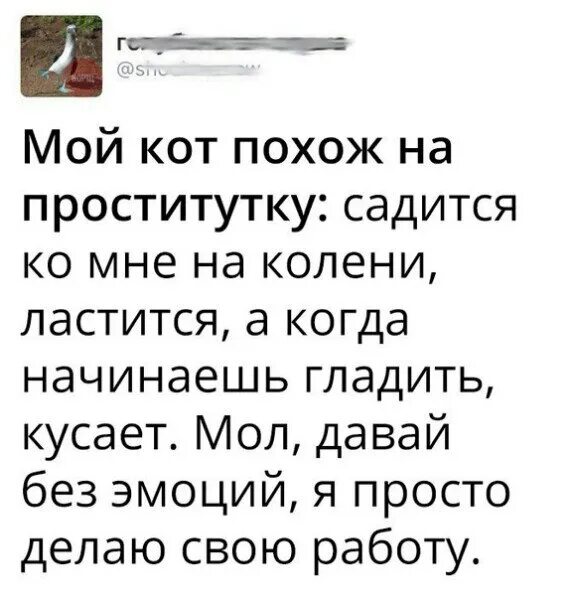 Черный похожие слова. Тексты похож на кота. Ты похож на кота текст. Слова песни ты похож на кота. Текс песни ты похож на кота.