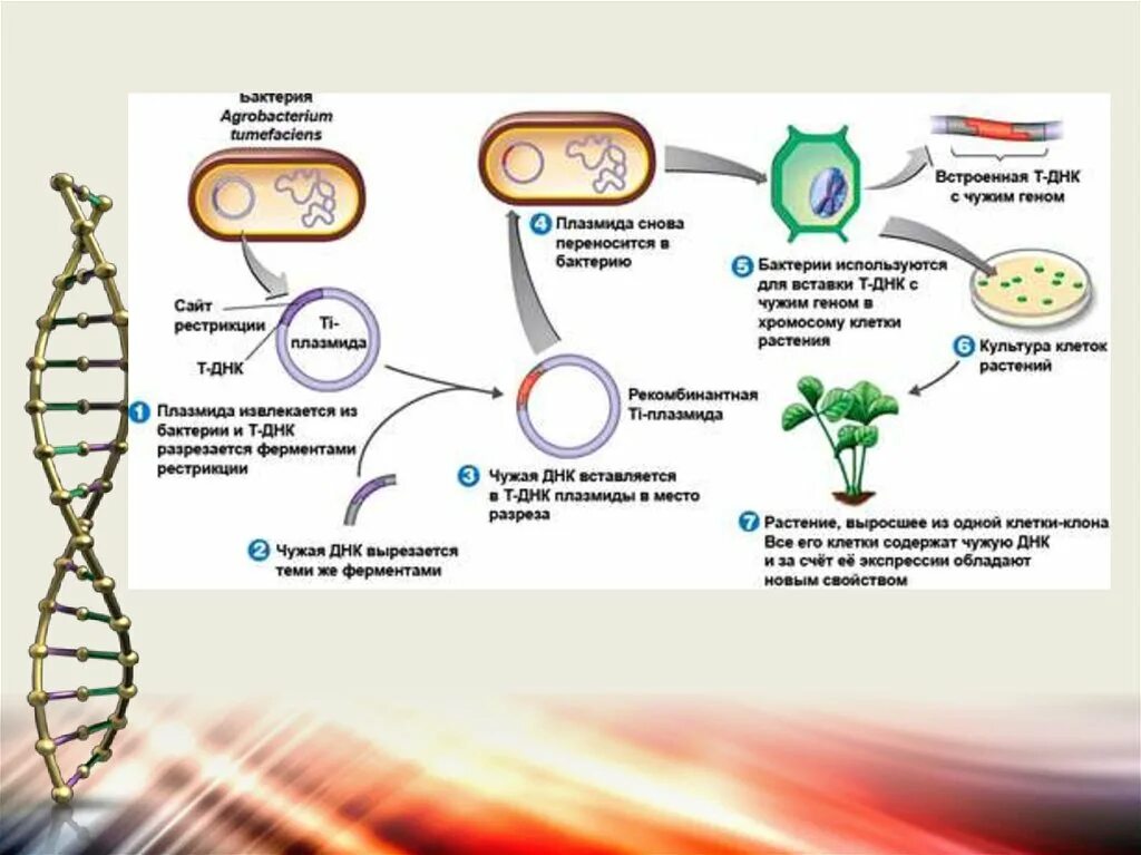 Плазмиды биотехнология. Генная инженерия в биотехнологии. ДНК В клетках растений. Генетическая инженерия микроорганизмов. Генная инженерия на уровне зародышевых клеток.