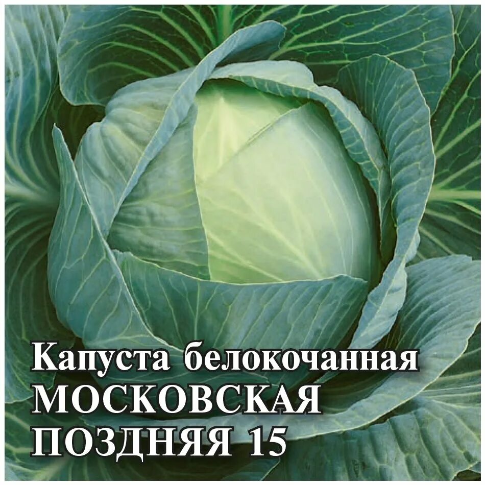 Капуста московская описание сорта отзывы. Капуста белокочанная Московская поздняя. Капуста б/к Московская поздняя 15. Московская белокочанная поздняя капуста поздняя 15. Семена капуста Московская поздняя 9.