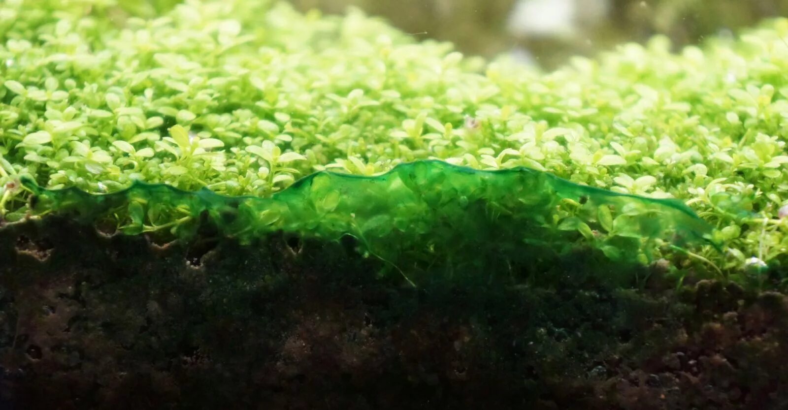 Водоросли в почве. Синезеленые водоросли в аквариуме. Синезелёные водоросли цианобактерии. Сине-зеленые водоросли цианобактерии в аквариуме. Цианобактерии в аквариуме.