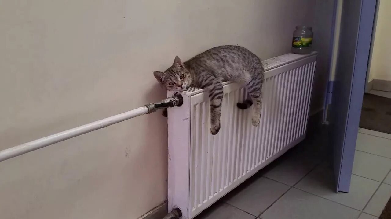 Включат ли отопление снова. Котик на батарее. Кот на радиаторе отопления. Котенок на батарее. Отопление котик.