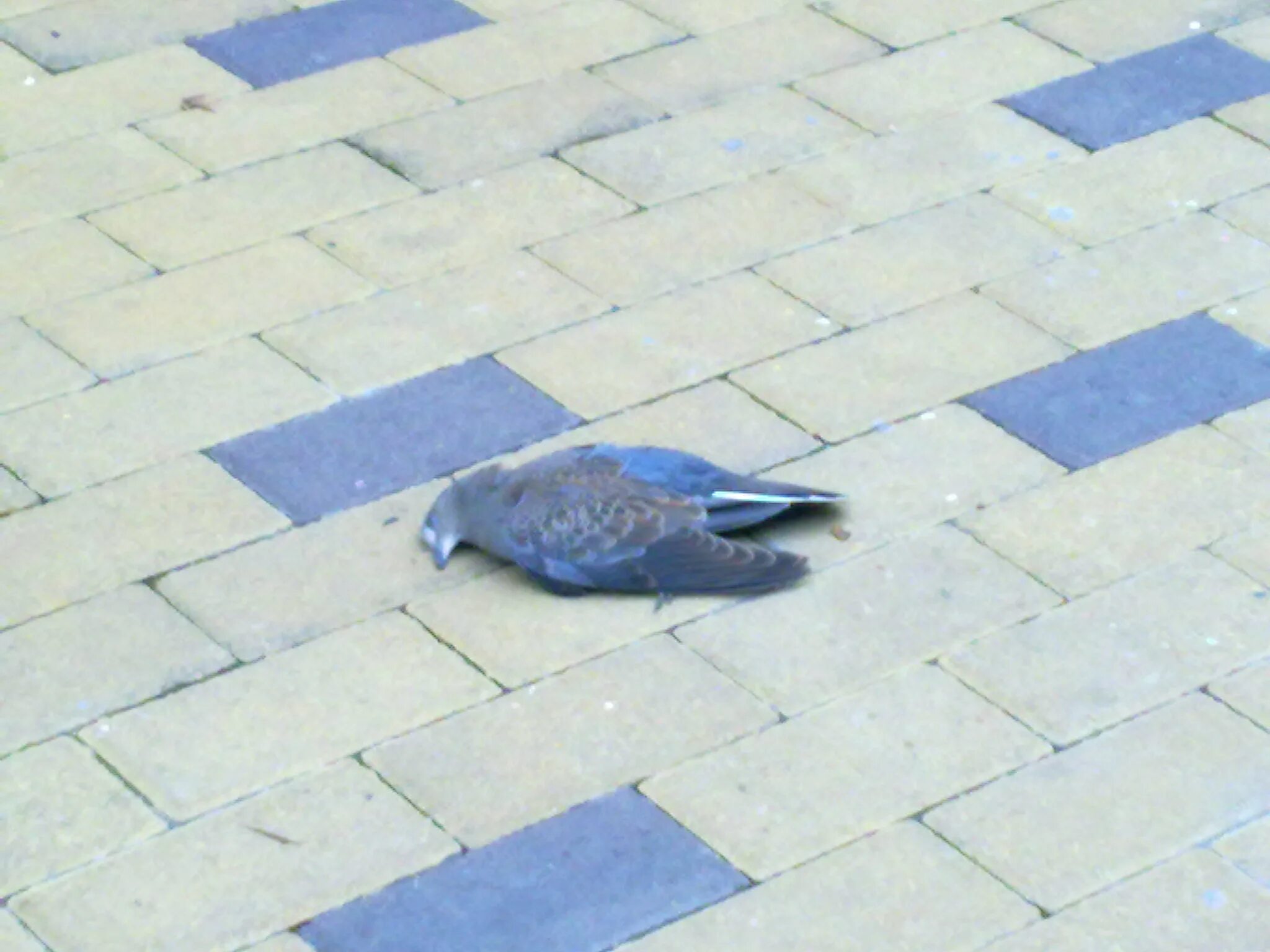 Гнездо голубя на балконе примета. Голуби на тротуаре. Дохлый голубь на балконе.