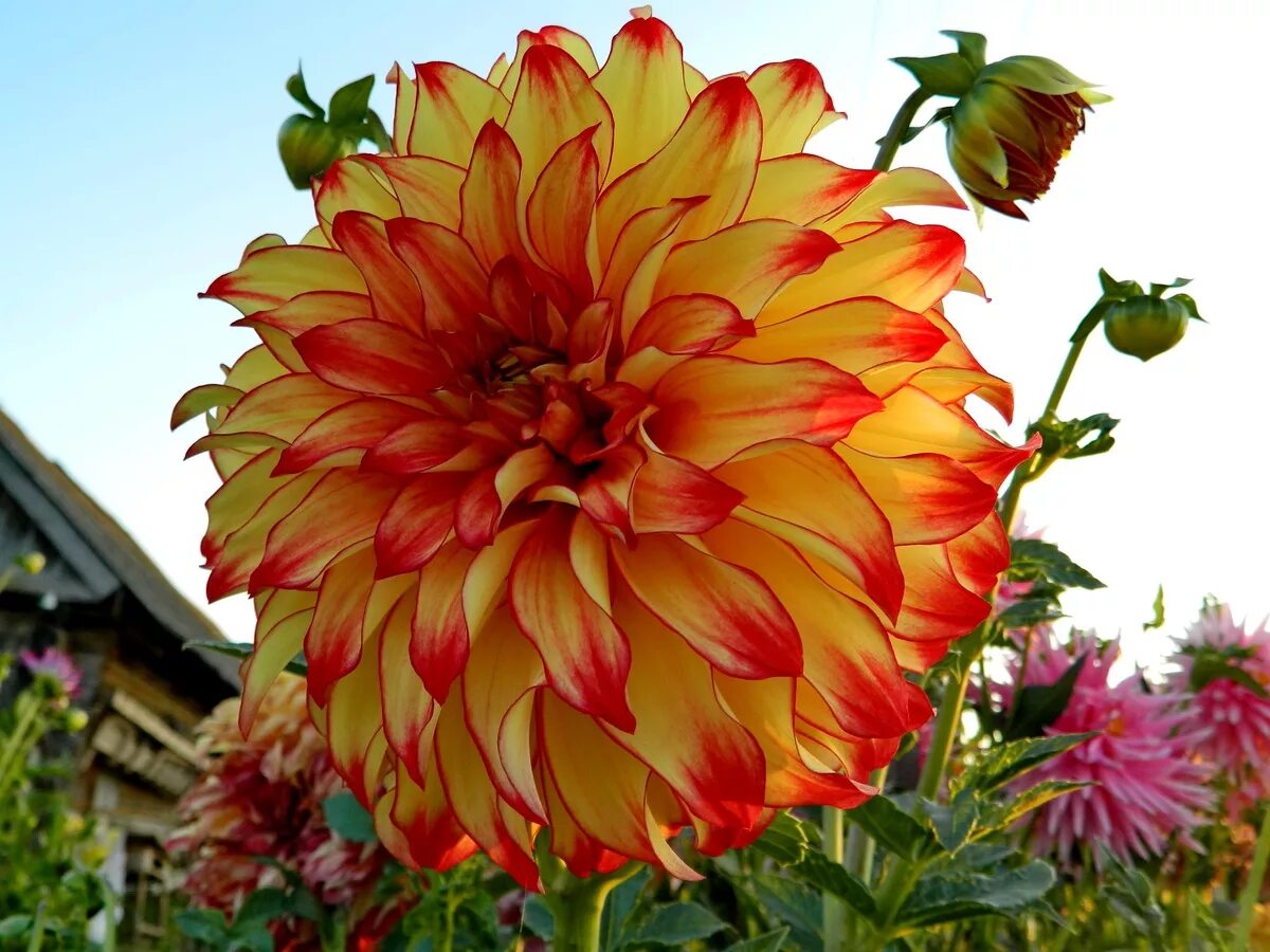 описание сортов георгин. георгины dahlia. георгин виттем. описание сортов георгин. описание сортов георгин.