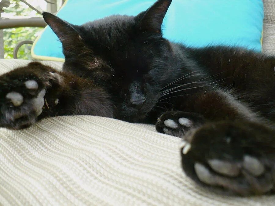 Черные котята во сне к чему снятся. Спящий черный кот. Черный кот на кровати.