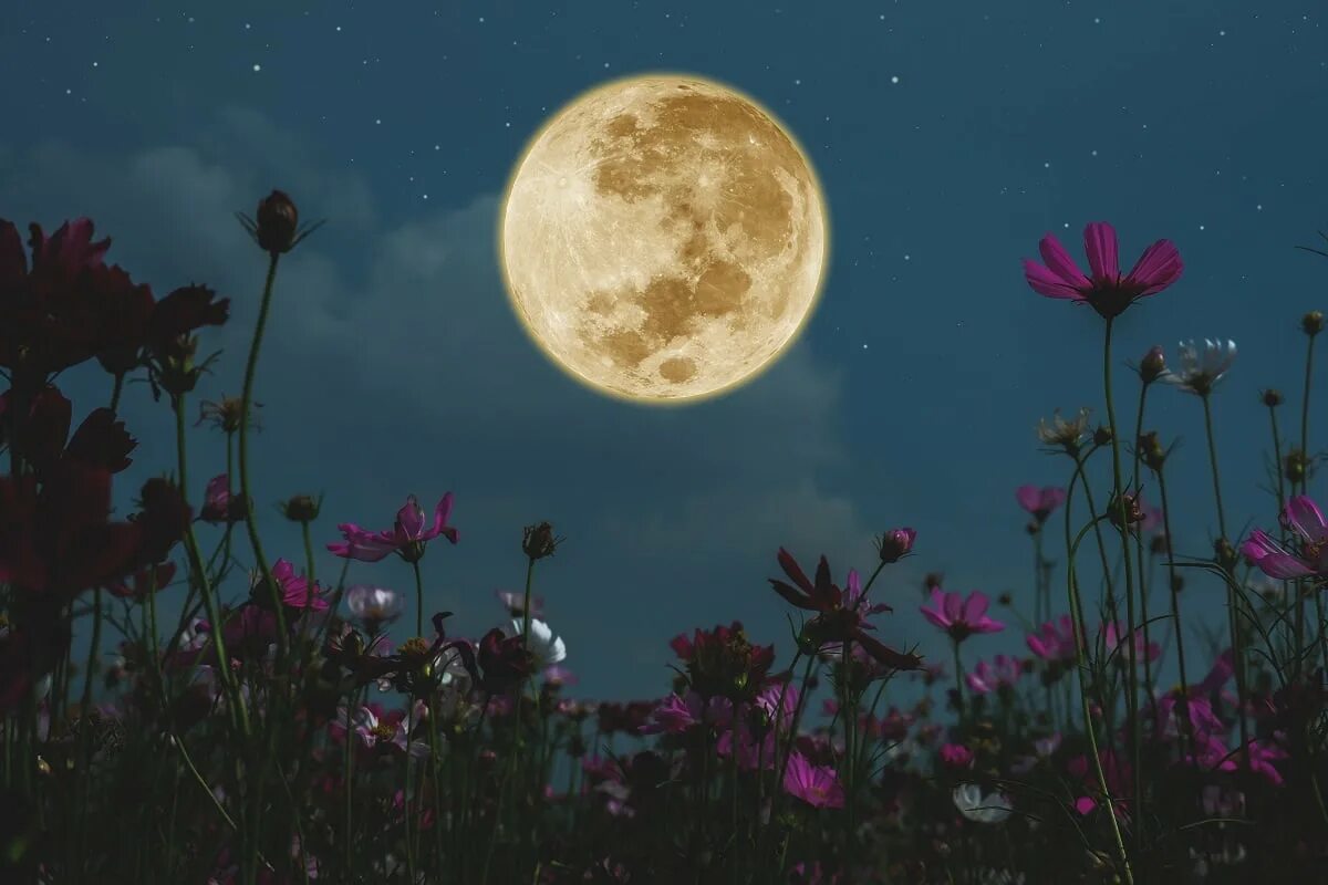 Luna net