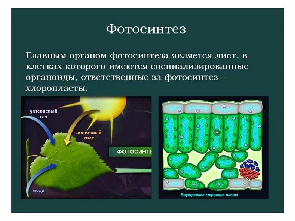 Алоэ осуществляет фотосинтез. Фотосинтез. Фотосинтез это в биологии. Лист орган фотосинтеза. Фотосинтез у высших растений.