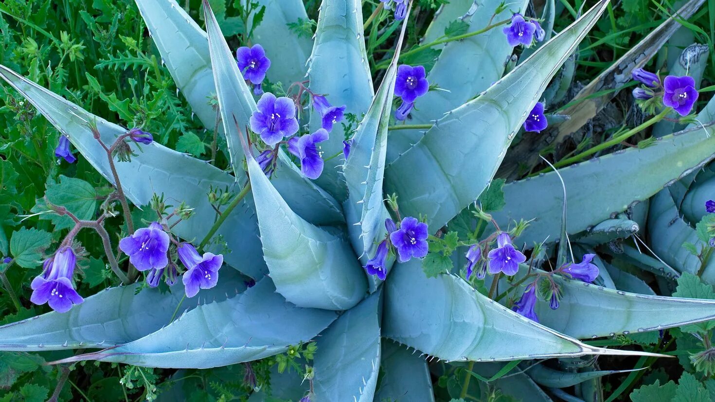 Ядовитое травянистое растение с синими цветами. Desert Bluebells. Цветы Юга картинки.