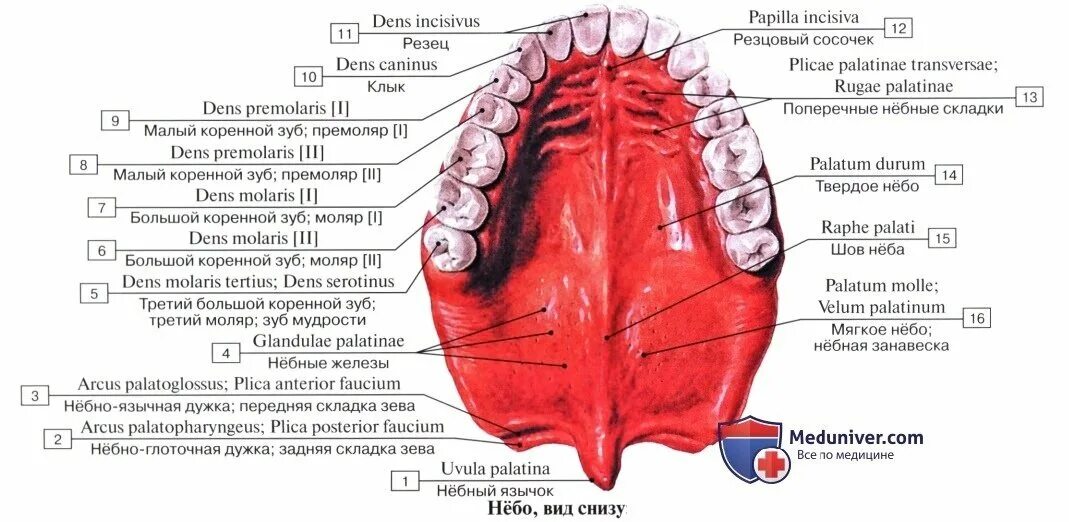 6 зуб снизу. Твердое небо анатомия латынь. Мышцы мягкого неба (Palatum Molle):.