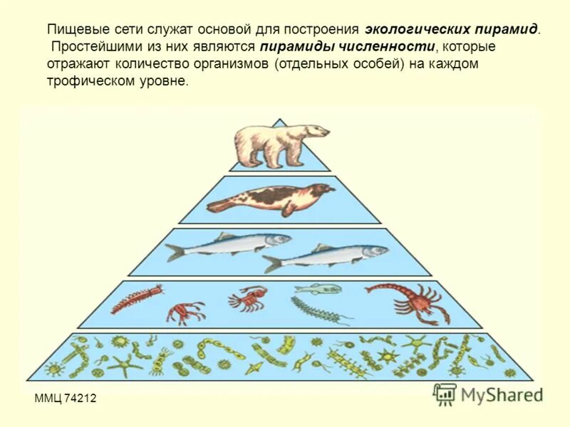 Экологическая пирамида численности