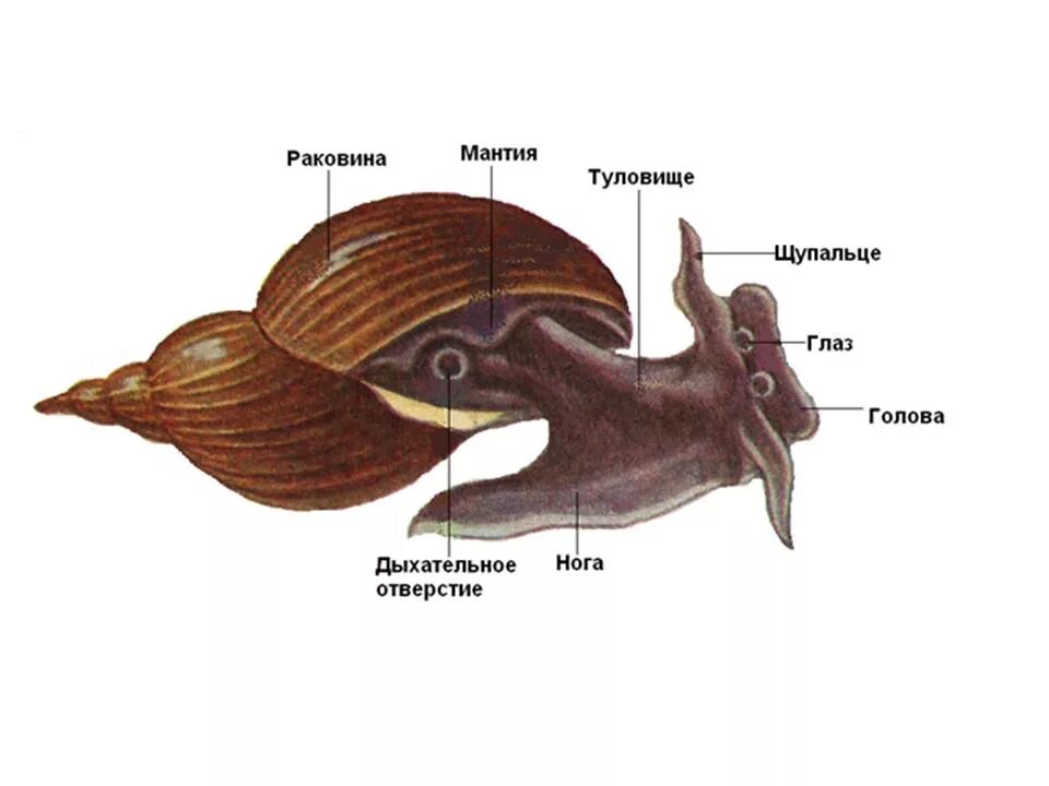 Внешнее строение раковины большого прудовика. Мнещне строение брюхорогого иоллюсеа. Мантия брюхоногих моллюсков. Брюхоногие моллюски строение.