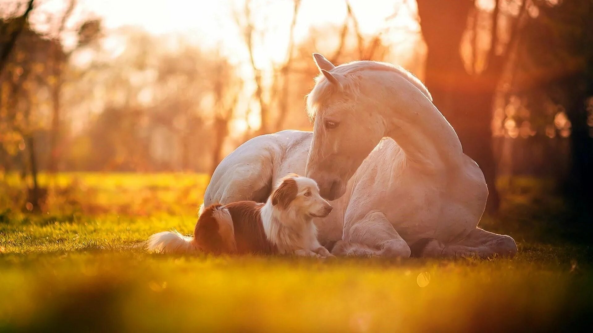 Horses fall. Лошадь и собака. Красивые лошади на природе. Обои лошади. Обои на рабочий стол лошади.