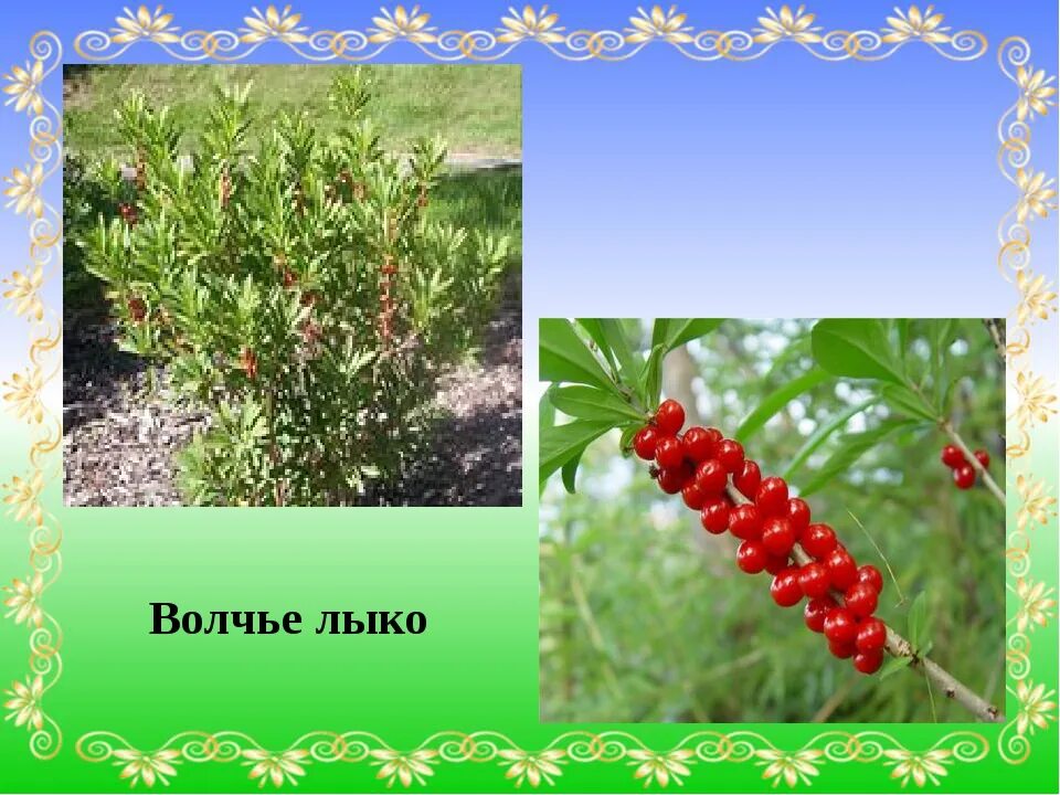 Лыко прилагательное. Волчье лыко ягода. дафна волчье лыко аконит. волчье лыко семена. волчье лыко растение рисунок.