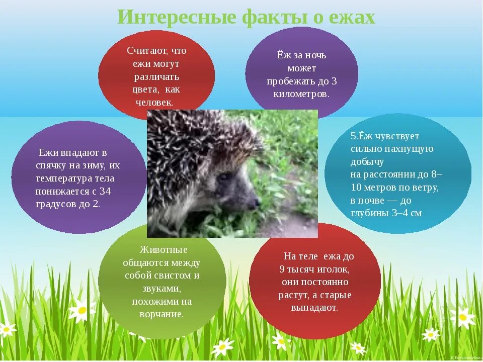 Способности ежа. Интересные факты о ежах. ежи интересные факты. интересное о ежах для детей. интересные факты про ежа.