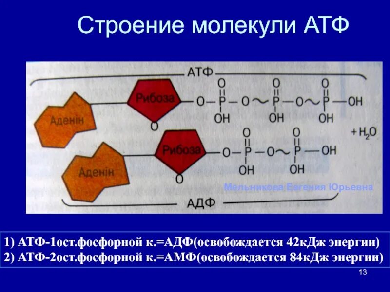 Атф выполняет функцию. Строение макромолекулы атф. строение молекулы атф. строение атф адф амф. атф аденозинтрифосфорная кислота.