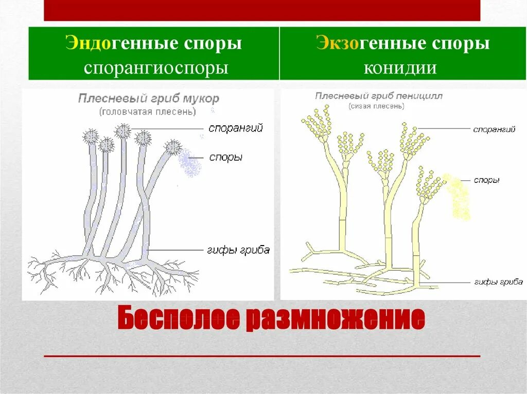 Споры низших грибов. Органы бесполого размножения грибов. Бесполое размножение пеницилла. Бесполое размножение конидиями. Эндогенный и экзогенный способы образования спор.