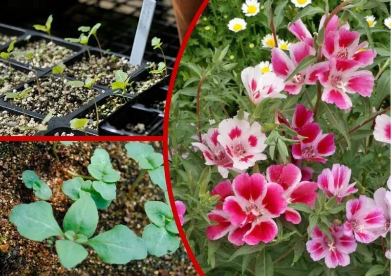 кларкия изящная когда сажать на рассаду. кларкия арианна. кларкия эстетика. кларкия изящная годеция. кларкия изящная.