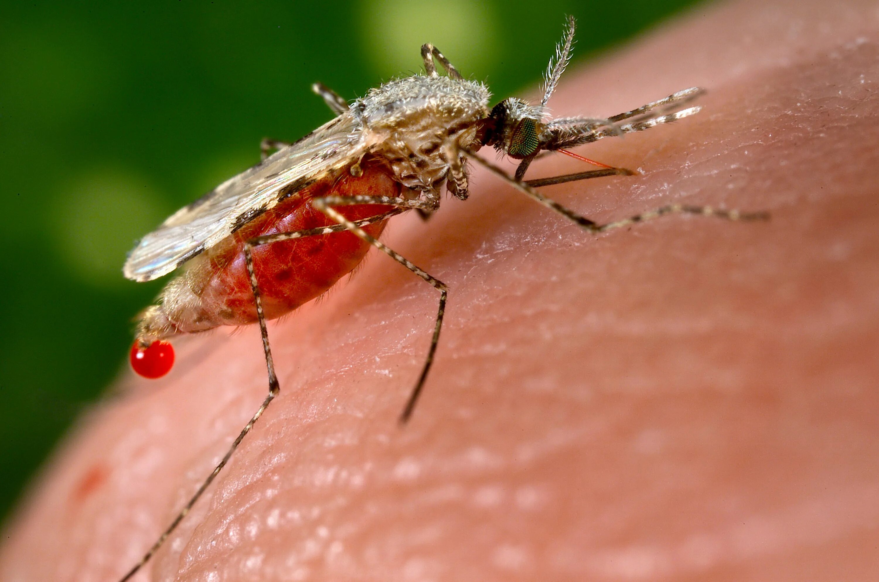Комары какая группа крови. Малярийный Москит анофелес. Малярийный плазмодий комар. Укус малярии малярийный комар.