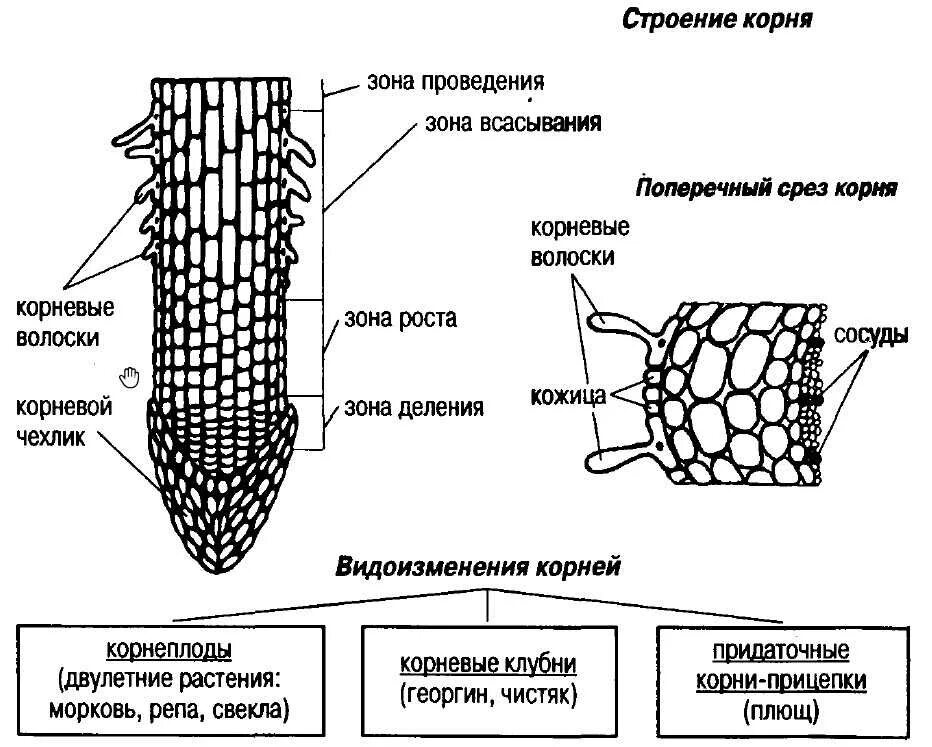 Клетки корня функции. Внешнее строение корня схема. внешнее и внутреннее строение корня, зоны корня. схема поперечного среза молодого корня. схема строения корня биология 6 класс.
