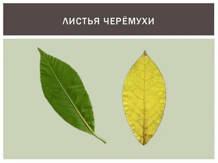 Лист нет чего