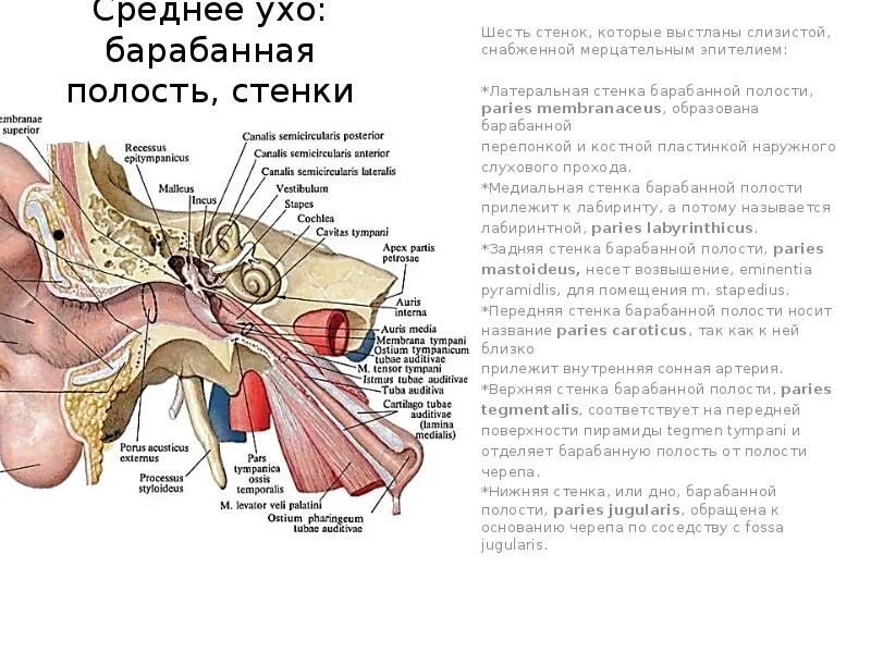 Слуховой латынь. Строение полости среднего уха. Барабанная полость среднего уха анатомия. Строение среднего уха таблица. Хирургическая анатомия наружного и среднего уха стенки среднего уха.