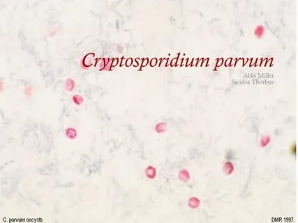 Криптоспоридии