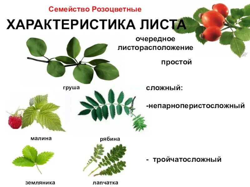Внешнее строение рябины. Строение листьев розоцветных. листорасположение малины обыкновенной. семейство розоцветные строение листьев. семейство розоцветные листорасположение.