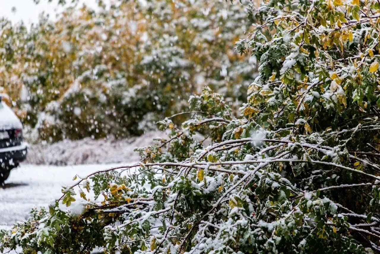 Снег 15 декабря. Снег. снег фото. снег осень новосибирск. первый снег в новосибирске.