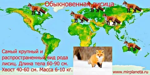 На каком материке обитает серый волк
