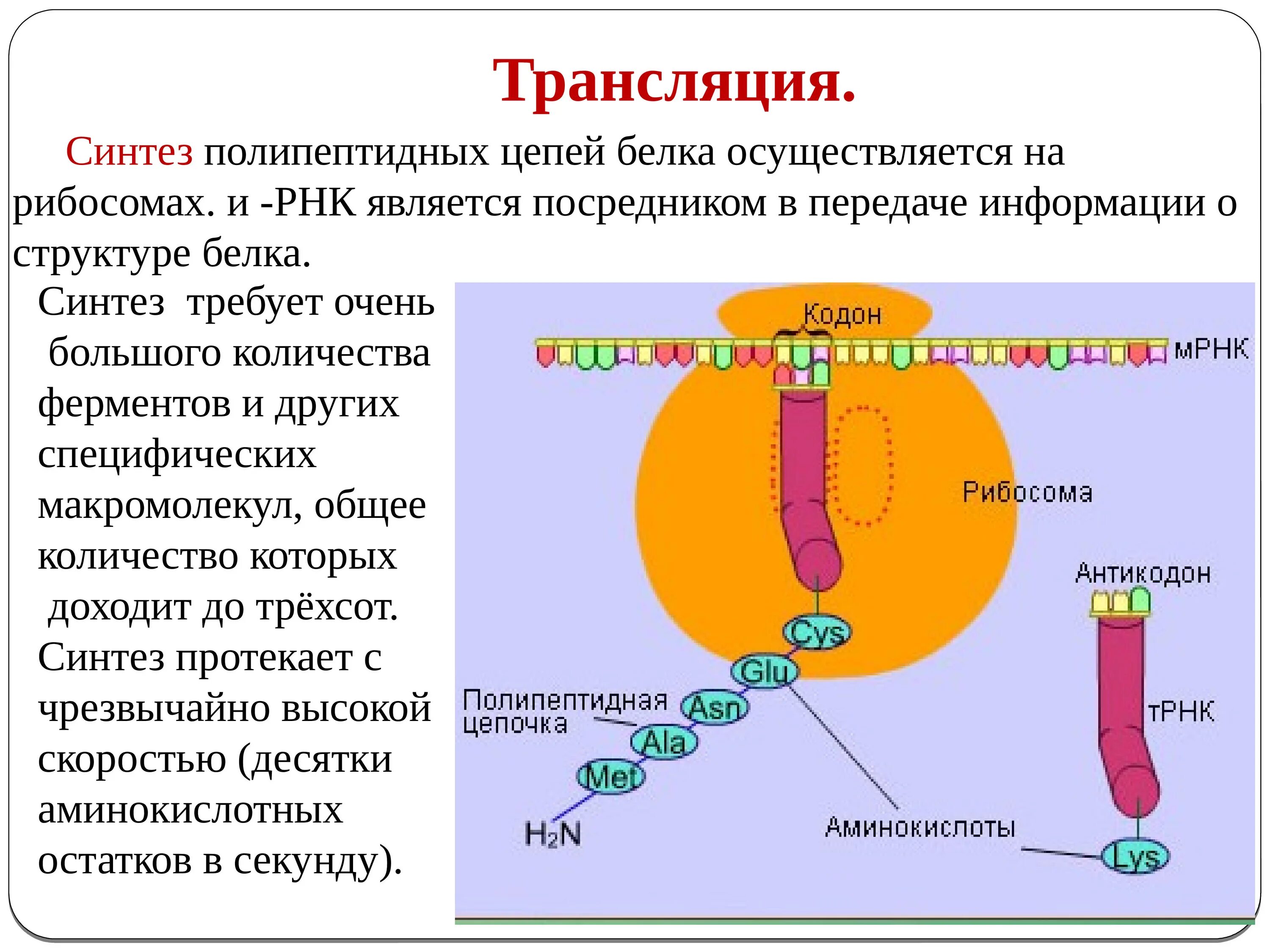 Служит матрицей при синтезе полипептидов. Синтез полипептидной цепи на рибосоме. Синтещ полипиптидных уеаей. Биосинтез белка на рибосоме. Синтез белка на рибосомах.