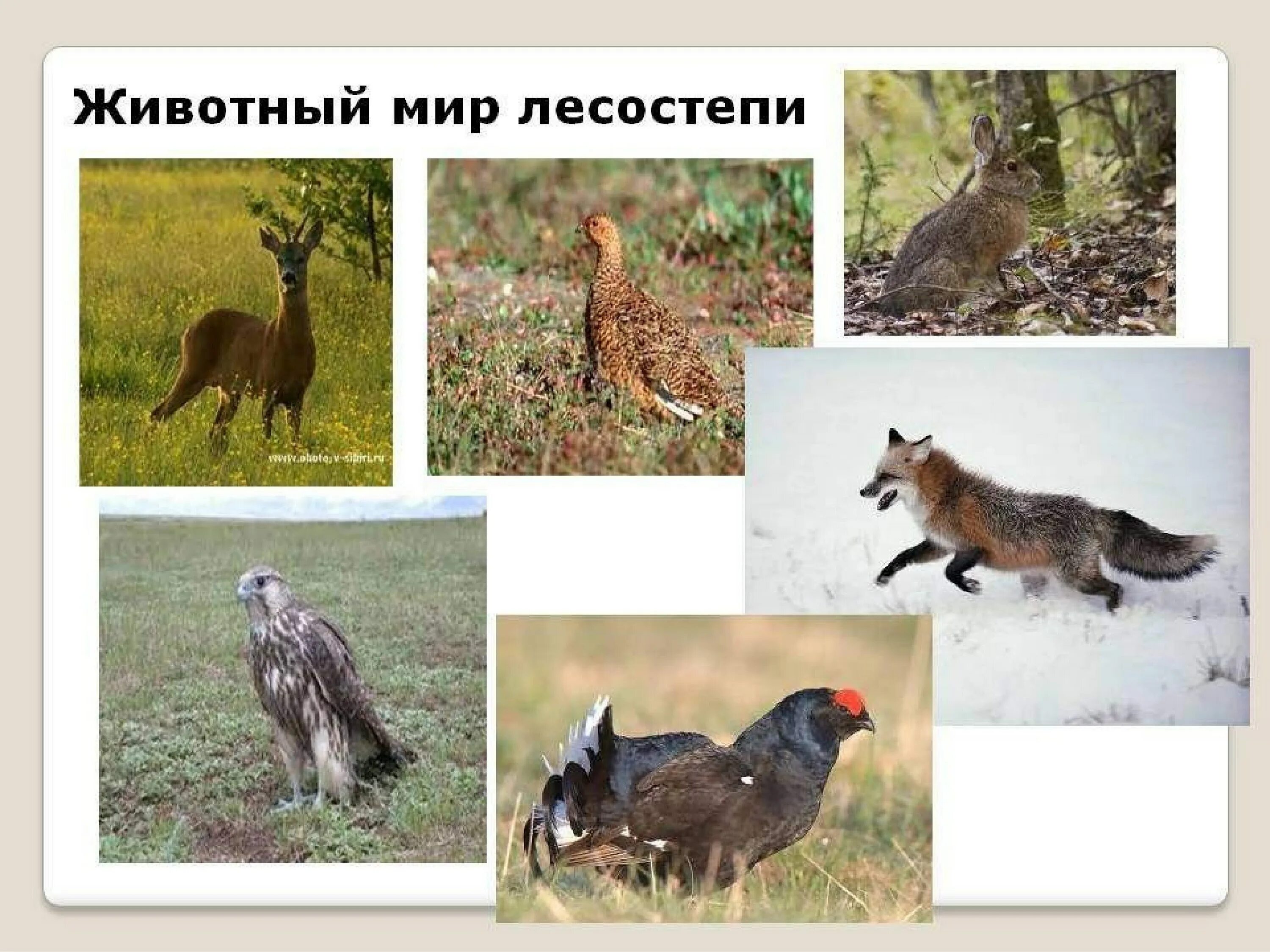 Животный мир лесостепи и степи в евразии. Зона лесостепи растения и животные.