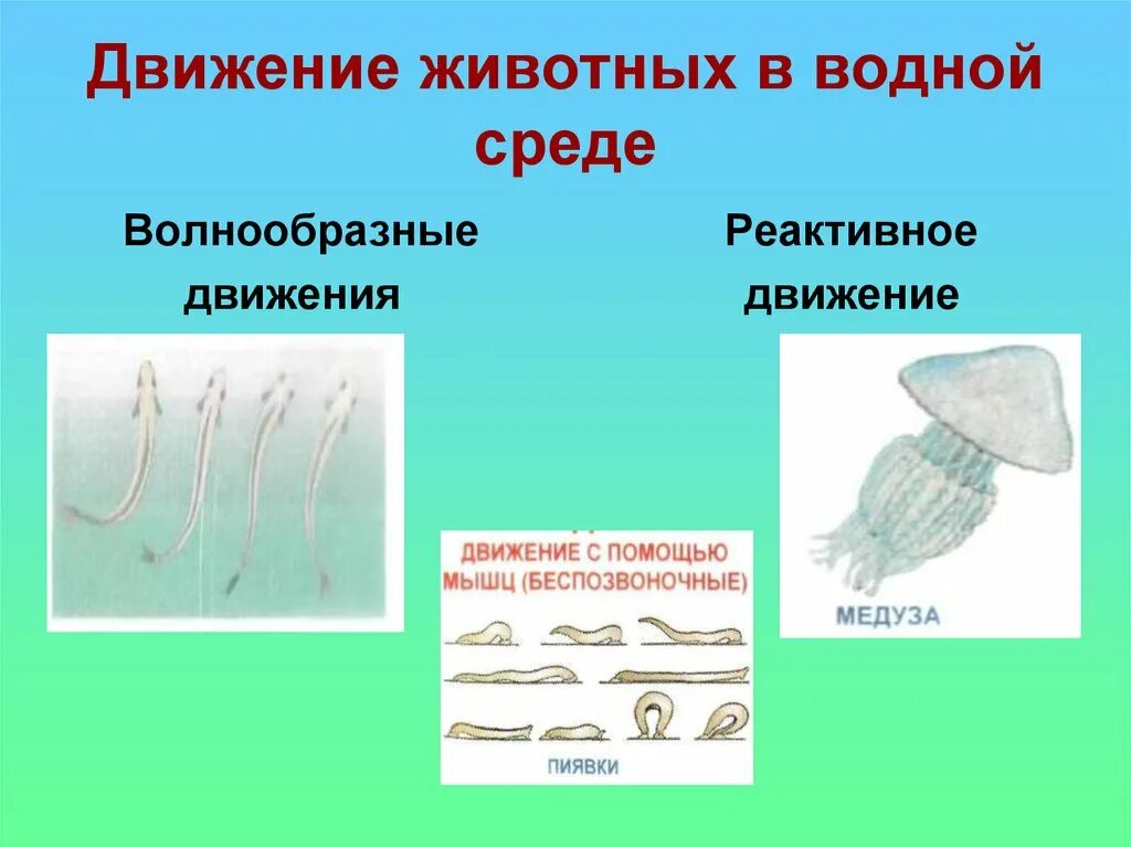 Движение животных в водной среде. Способы передвижения в воде животных. Передвижение в водной среде. Органы и способы передвижения в водной среде. Передвижение многоклеточных