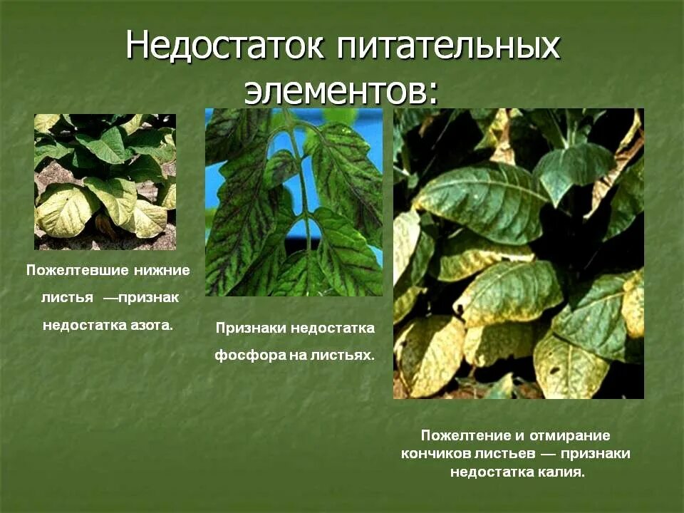 Влияние азота на рост и развитие растений. Недостаток микроэлементов у растений. недостаток калия на листьях. недостаток питания у растений. нехватка элементов у ромтерий.