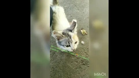 Сколько писает котенок в день