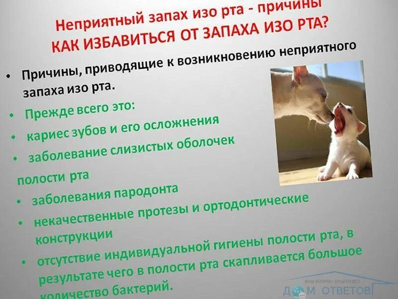 Гниль изо рта причины. У кота пахнет изо рта причины. Запах изо рта у кота причины. У кошки неприятный запах изо рта причины. Запах изо рта у котенка причины.