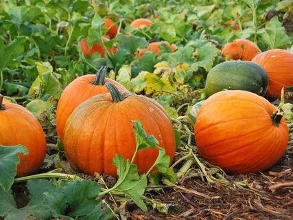 Тыква pumpkin